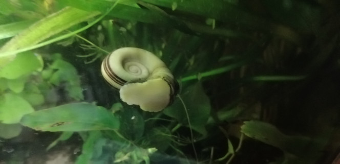 Photographie du post de Aquagarden83 