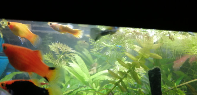 Photographie du post de Aquagarden83 