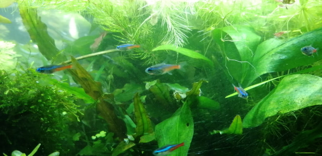 Photographie du post de Aquagarden83 