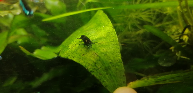 Photographie du post de Aquagarden83 