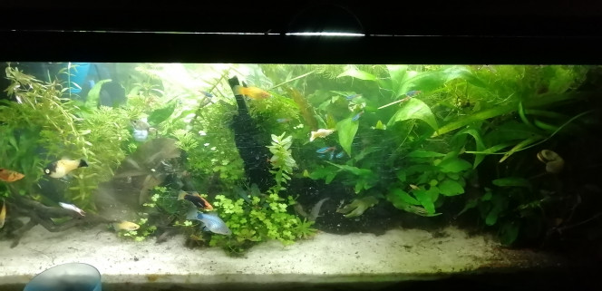 Photographie du post de Aquagarden83 
