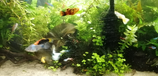 Photographie du post de Aquagarden83 