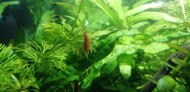 Photographie du post de Aquagarden83 