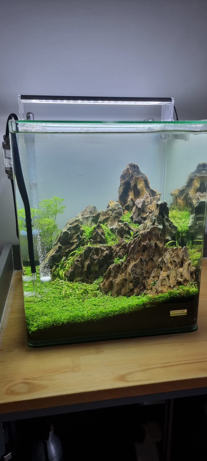 Premier jour Voilà la mise en eau de mon 30 litres hardscape sur son nouveau meuble tant attendu