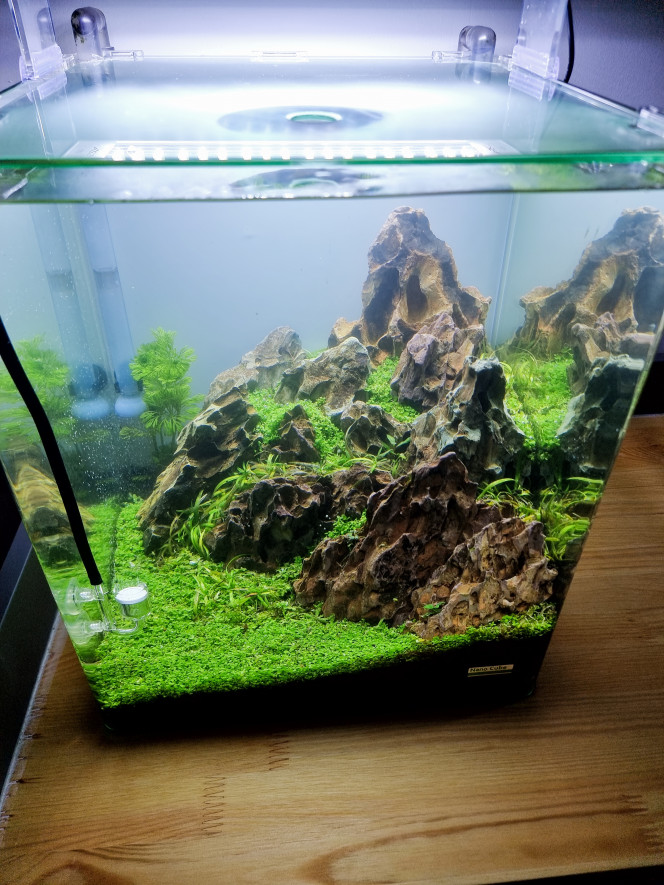 Premier jour Voilà la mise en eau de mon 30 litres hardscape sur son nouveau meuble tant attendu