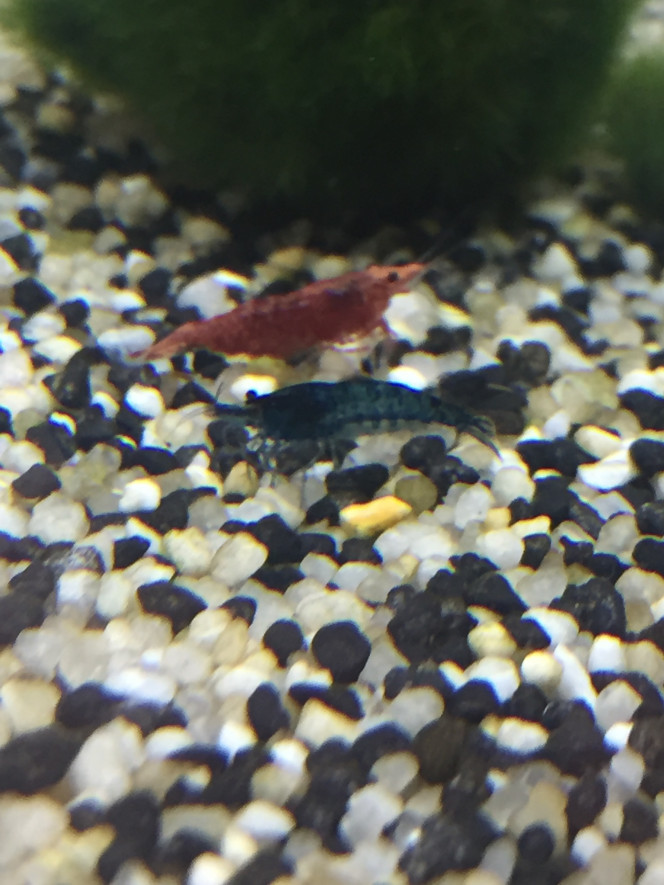 Photographie du post de Poisson123 