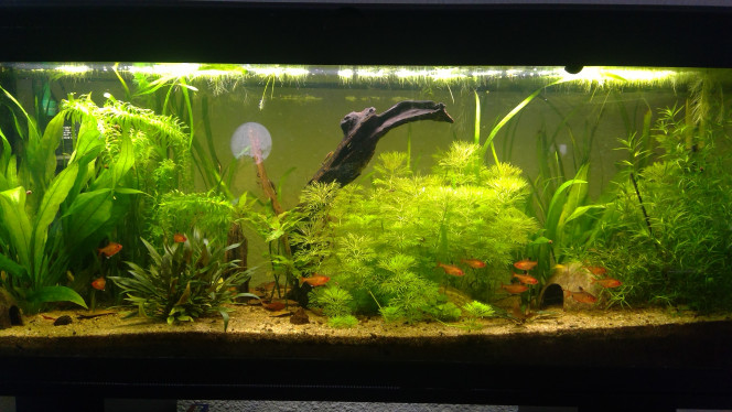 Ça pousse Il a bien fait de claquer mon néon antédiluvien ! 
Du coup ça pousse grave dans le 120 litres ^^