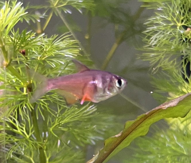 Tetra Rio 