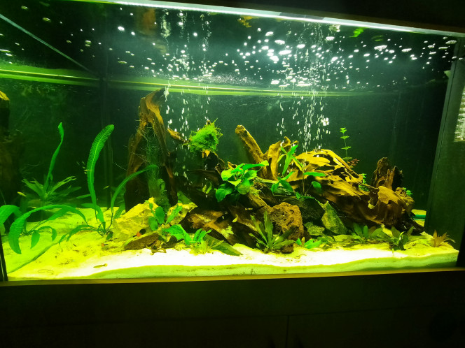 Photographie du post de Pleco 