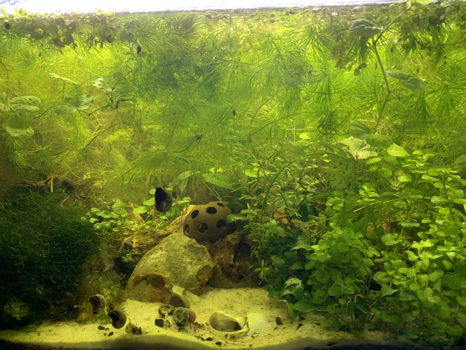 60 litres 31/03/2022 c'est la jungle !