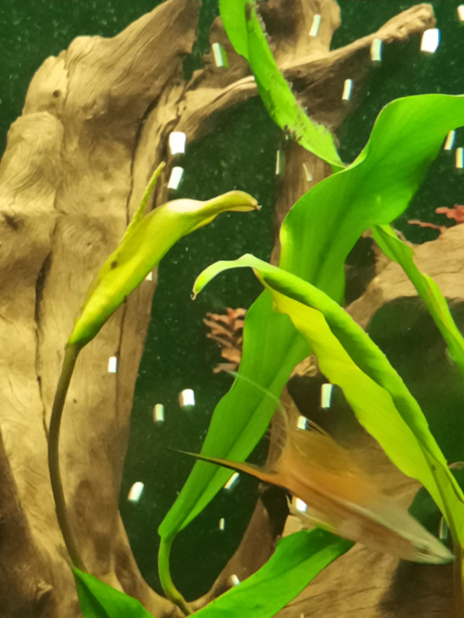 Photographie du post de Pleco 