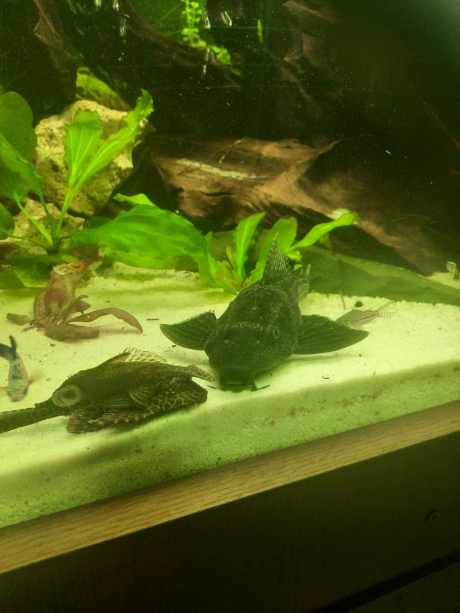 Photographie du post de Pleco 