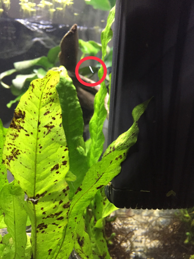 Photographie du post de Poisson123 