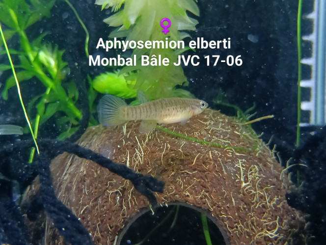 ♀️  Aphyosemion elberti  Mombal Bale JVC 17-06 Photo issus de mon bac 341