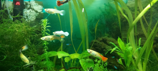 (guppy) Origine : Amérique du Sud
Espérance de vie : 2 ans
Taille : Mâle : 2 à 4,5 cm - Femelle 6 à 10 cm
Genre : Poecilia
Taille minimum du bac : Aquarium communautaire bien planté. Volume minimum de 30L pour 3 à 5 mâles et de 10 à 12 femelles.