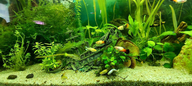 Le platy Le platy se rencontre à l’état sauvage au Mexique, au Bélize, au Honduras et au Guatemala. Il fait partie des espèces parfois appelées « poisson moustique ». En effet, il fréquente mares, marécages et zones lentes des ruisseaux dans lesquels il chasse les larves d’insectes.

Ce poisson est particulièrement résistant et est parfois devenu envahissant dans les pays tropicaux où il a été relâché. Il est par exemple considéré comme invasif à Hawaïi, où il est responsable, avec d’autres vivipares, du déclin des invertébrés aquatiques indigènes. Certaines introductions datent maintenant de près d’un siècle, comme par exemple en Floride où il est devenu fréquent dans les canaux de drainage et dans les eaux saumâtres.

Sa robustesse et ses capacités d’hybridation avec des espèces proches en ont fait l’un des poissons « star » de l’aquariophilie. En effet, l’espèce présente aujourd’hui une large gamme de motifs de couleur. Plus précisément, la plupart des poissons appelés « platy » proviennent de l’hybridation de trois espèces X. maculatus, X. variatus et X. helleri.