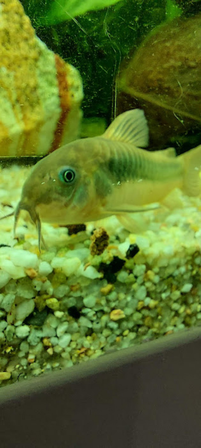 Corydoras Corydoras est un genre de poissons-chats d'Amérique du Sud de la famille des Callichthyidae. Il y aurait plus de 200 espèces recensées de Corydoras, chaque rivière ou ruisseau ayant son espèce endémique. Ce sont des animaux pacifiques appréciés en aquariophilie, qui fouillent le sol à la recherche de nourriture.