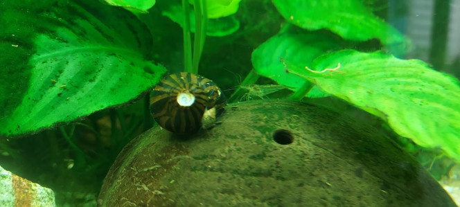 Neritina natalensis Le Neritina natalensis est de plus en plus recherché par les aquariophiles pour sa réputation d'escargot mangeur d'algues. On le trouve facilement en commande sur internet mais il est plutôt rare à trouver en magasin traditionnel. Il est de plus plein de charme avec sa coquilles zébrées en noir et brun. Il est originaire de l'Afrique de l'Ouest.

Il s'adapte et s'acclimate dans beaucoup d'aquariums différents mais il y a 3 choses essentielles à savoir:

Il n'aime pas trop le transport
Son acclimatation dans l'eau du bac se fera dans les règles de l'art
L'eau ne doit pas être trop déminéralisée à cause d'une trop grosse proportion d'eau osmosée. Le GH doit au moins atteindre 3 pour permettre à la Neritina l'entretien et le renouvellement de sa coquille.