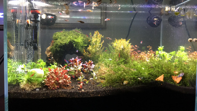 Aquascape en mode Test. Semaine 1 Quand ca va avoir pousser, on va faire une belle coupe pour mettre ca propre.

Pour le moment on est en mode Patience. 

En bas, à droite, c'est des petits triangle de pierre cuite pour faire tenir ma Moss. À enlever prochainement.