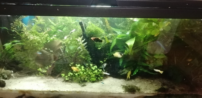 Photographie du post de Aquagarden83 