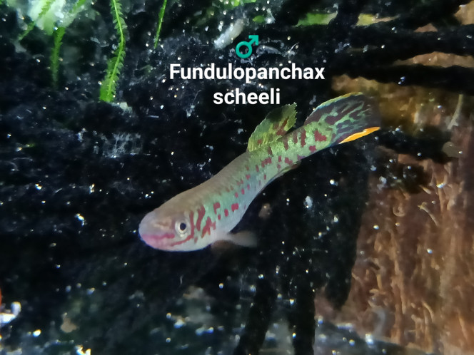 ♂️ Fundulopanchax scheeli Photo issus de mon bac 243
