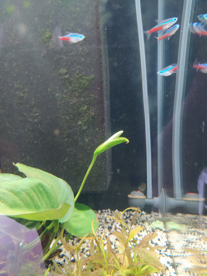 Anubias barteri en fleur Grande ressemblance avec les Arums