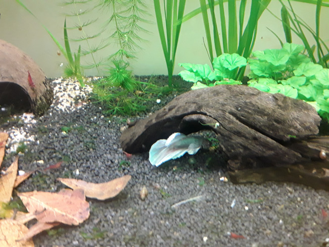 Livraison Fishfish : arrivée Reçu ce matin une livraison de 2 apisto borellii ( installés dans le 120 l) impossibles à prendre en photo, ils sont pour le moment planqués dans la touffeur de la vallisneria, encore bien pâles car tout petits et encore stressés sans doute ; de 4 femelles et 1 mâle endler, dans le 25 litres ( c est temporaire, ils rejoindront le 100l dans quelques semaines) ; et d'un betta éléphant, encore bien pâle, mais qui découvre son environnement tranquillou. Il n a pas l air de se préoccuper des crevettes pour le moment, pourvu que ça dure ! D ailleurs je lui cherche un petit nom, n'hésitez pas à me filer un coup de main :)