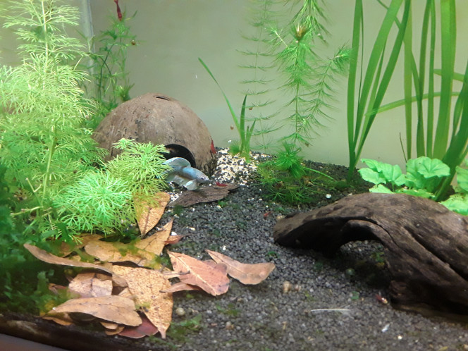 Livraison Fishfish : arrivée Reçu ce matin une livraison de 2 apisto borellii ( installés dans le 120 l) impossibles à prendre en photo, ils sont pour le moment planqués dans la touffeur de la vallisneria, encore bien pâles car tout petits et encore stressés sans doute ; de 4 femelles et 1 mâle endler, dans le 25 litres ( c est temporaire, ils rejoindront le 100l dans quelques semaines) ; et d'un betta éléphant, encore bien pâle, mais qui découvre son environnement tranquillou. Il n a pas l air de se préoccuper des crevettes pour le moment, pourvu que ça dure ! D ailleurs je lui cherche un petit nom, n'hésitez pas à me filer un coup de main :)