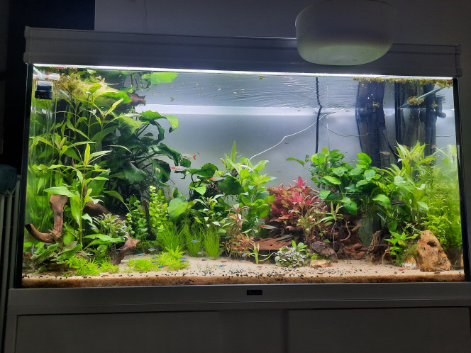 180 litres net Petit nettoyage de printemps. 
Rajout de 11 plantes et de pierres .
Ils ont jamais été aussi heureux. ?
Naissance de 23 guppy hendler  ? va falloir séparer le mâle des femelles et trouver une solution car surpopulation.