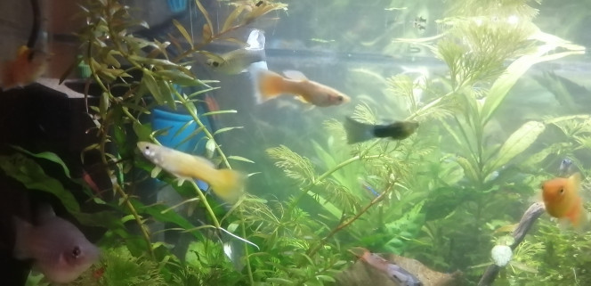 Photographie du post de Aquagarden83 