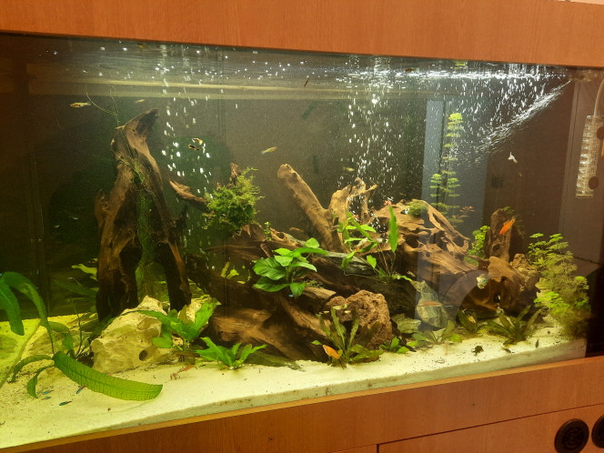 Photographie du post de Pleco 