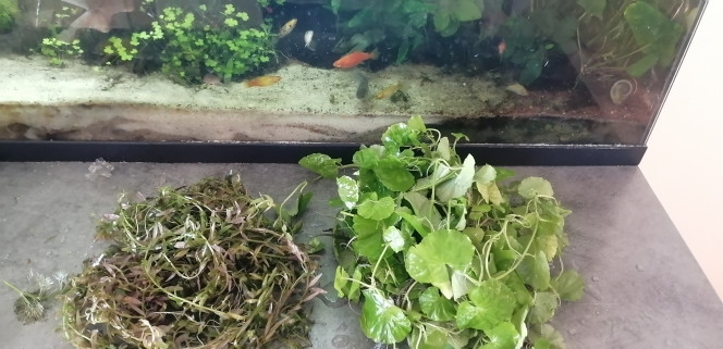 Photographie du post de Aquagarden83 