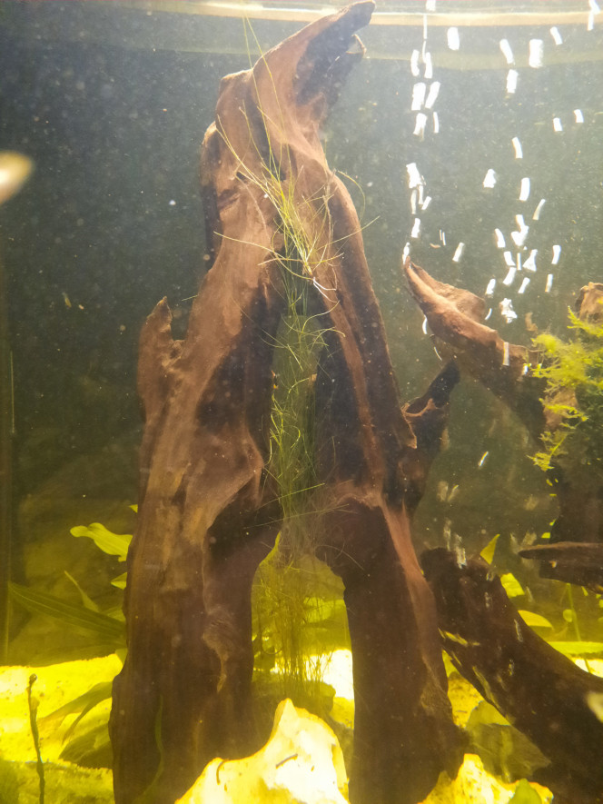 Photographie du post de Pleco 