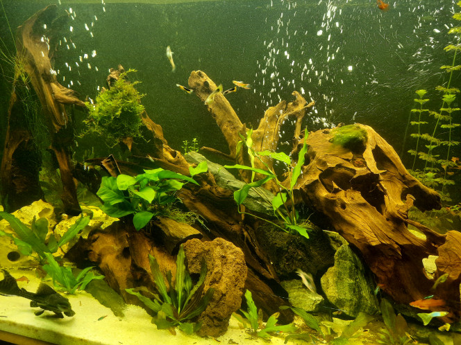 Photographie du post de Pleco 