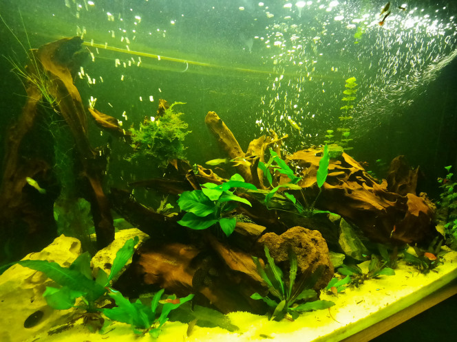 Photographie du post de Pleco 