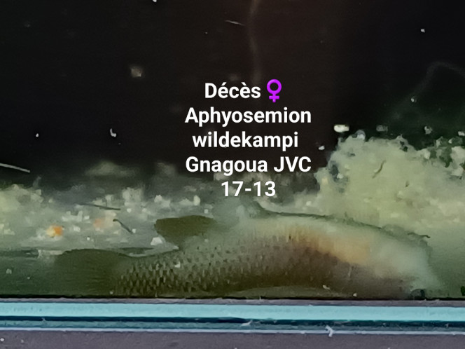 ♀️ Aphyosemion wildekampi Gnagoua JVC 17-13 Décès de ma femelle 
Aphyosemion wildekampi
Gnagoua JVC 17-13 
Elle mesurait entre 35 et 40 mn.
Conductivité : 135
Température : 21.5