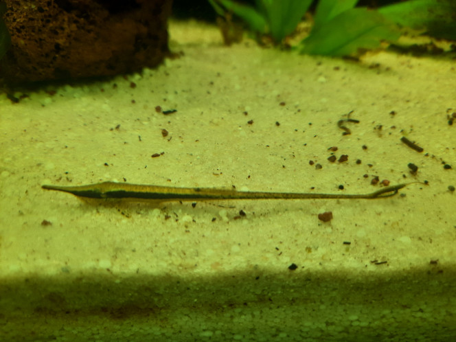 Photographie du post de Pleco 