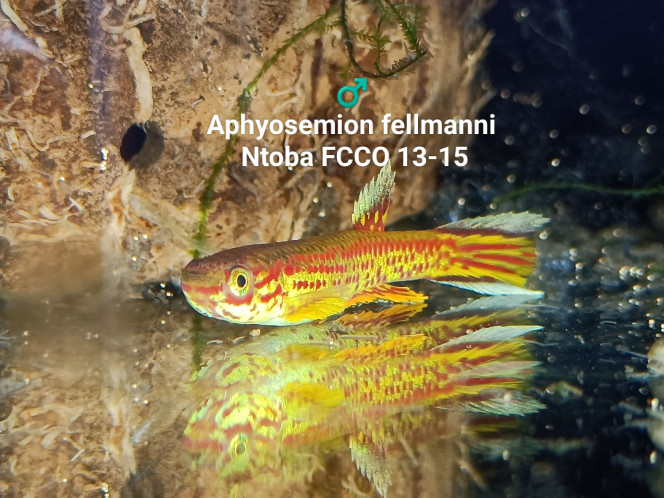 ♂️ Aphyosemion fellmanni Ntoba FCCO 13-15 Photos issus de mon bac 241. 
La photo a été prise dans l'obscurité avec une lampe frontale 200 lumens