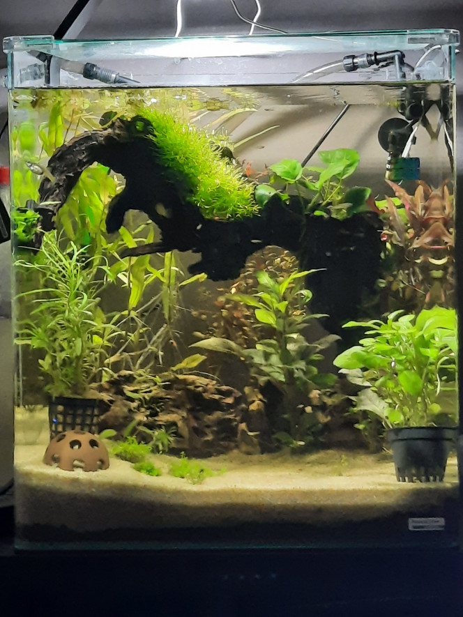 Guppy endler Séparation des femelles et des alevins. 
C'est les green jade qui sont pas contente ?