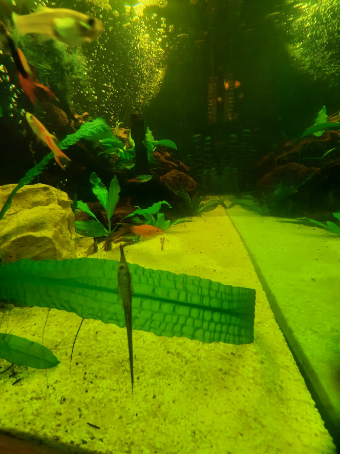 Photographie du post de Pleco 