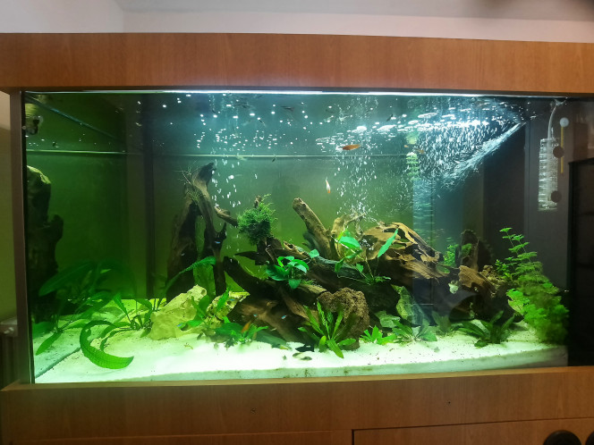Photographie du post de Pleco 