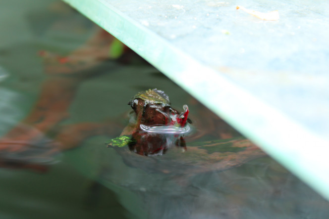 Photographie du post de TortueGeniale91 