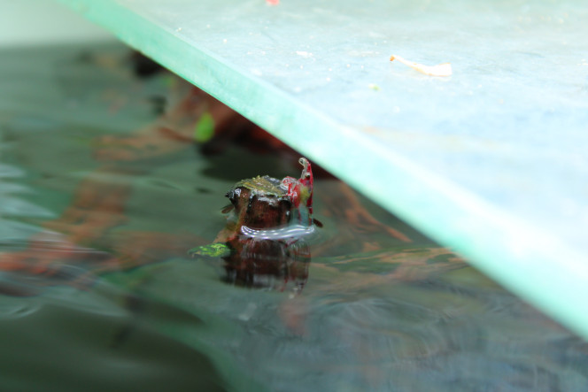 Photographie du post de TortueGeniale91 