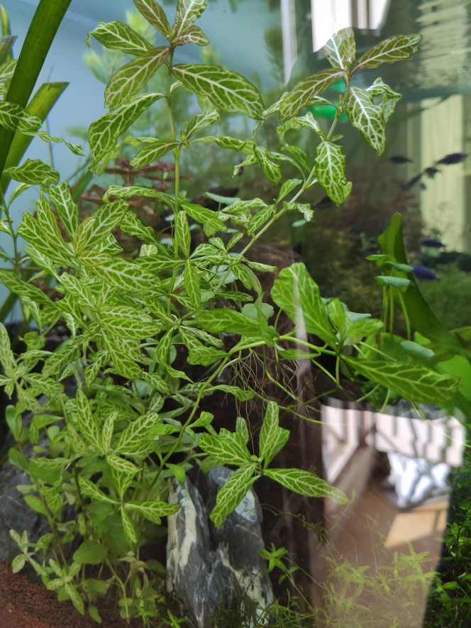 Hydrophile Polysperma Sunset Introduction de cette nouvelle plante il y a quelques semaines, elle semble bien se plaire. Je vais la bouturer pour en mettre dans d'autres zones du bac. 

La plante prend 4/5 cm par semaine. Ça pousse bien ?
