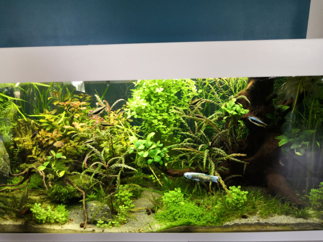 Une nouvelle espèce dans l'aquarium ? Sardinys chocolatus ?. Joyeuses Pâques à Tous !