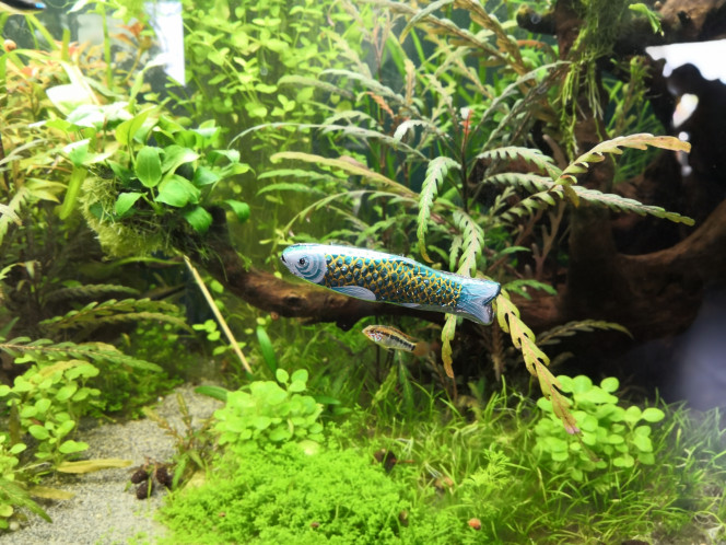 Une nouvelle espèce dans l'aquarium ? Sardinys chocolatus ?. Joyeuses Pâques à Tous !