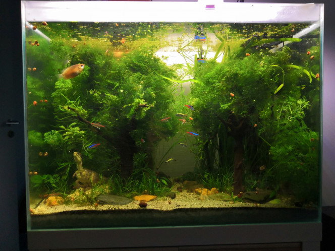 Zen retrouvé Le dictateur étant toujours en clinique privée d'amincissement l'aquarium passe des heures beaucoup plus tranquilles