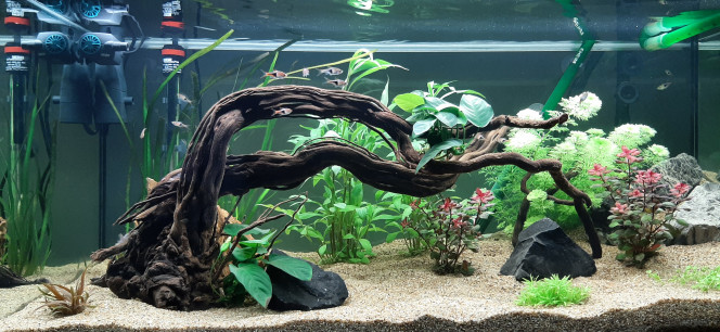 Rasboras arlequin 