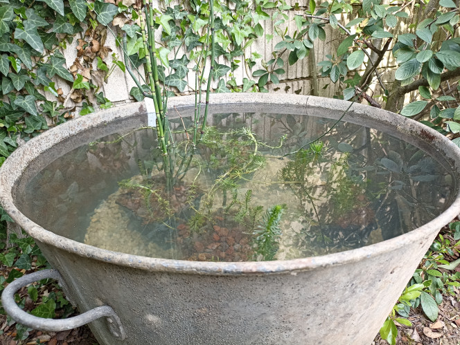  Il s'agit d'une ancienne bassine de 80 litres. Pour le moment, j'y ai mis quelques plantes et une dizaine de vairons, en attendant la suite...