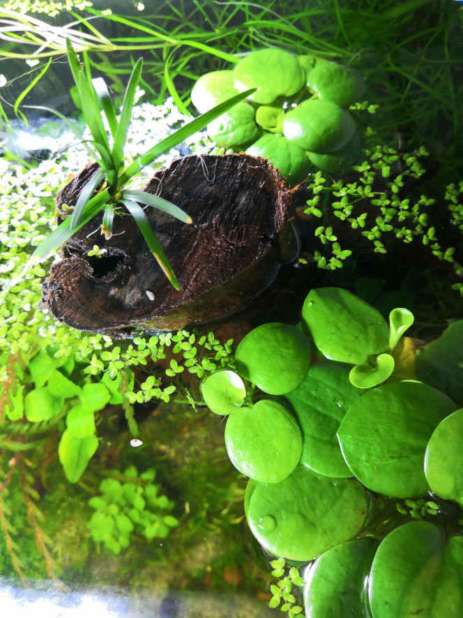 Columbia Le côté émergé de l'aquarium